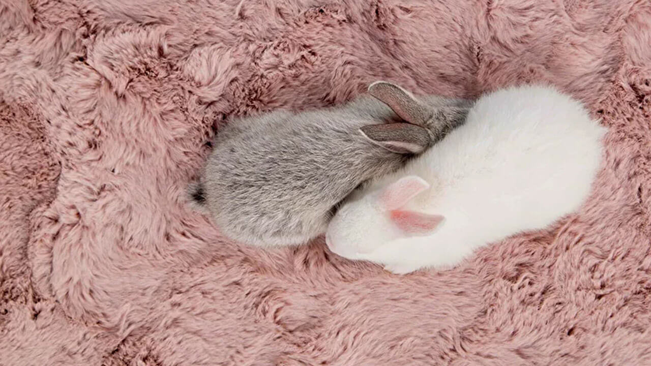 RABBIT